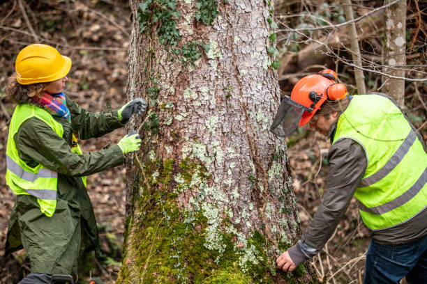 Woodruff, SC Tree Removal Services Company